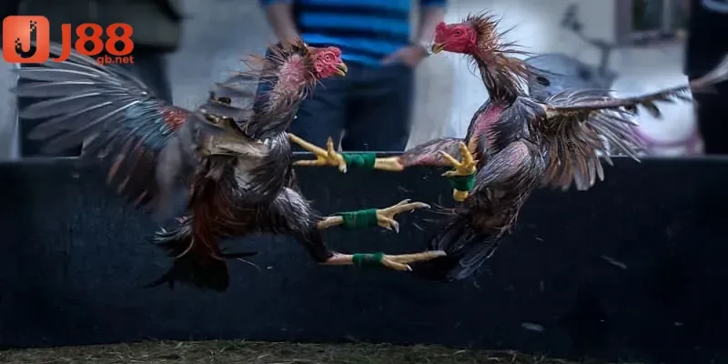 ngâm chân gà chọi
